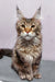 Majestic Maine Coon kitten Qay with fluffy brown tabby fur and cool ear tufts