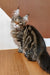 Striped Maine Coon Kitten Qay with fluffy fur and cute pointed ears