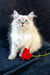 Fluffy white Siberian kitten with blue eyes beside a red rose