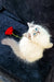 Fluffy Siberian kitten with blue eyes gazing at a vibrant red flower