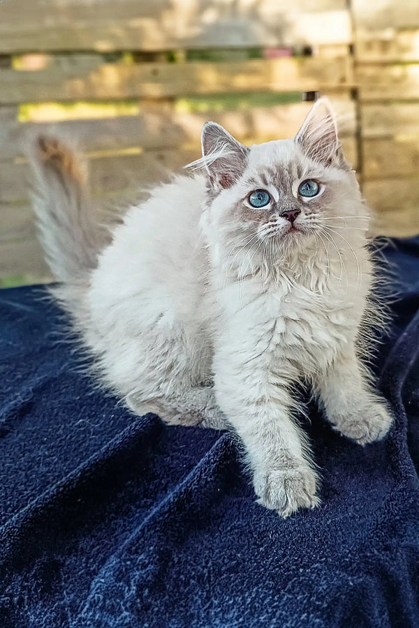 Fluffy white Siberian Kitten with blue eyes sitting on dark fabric