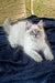 Fluffy Siberian kitten with blue eyes lounging on dark fabric, perfect cuddle buddy