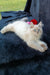 Fluffy white Siberian kitten named Qiana lounging on dark fabric