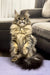 Fluffy tabby cat sitting upright, showcasing the adorable Qiyara Maine Coon Kitten