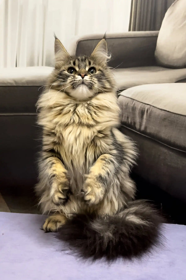 Fluffy tabby cat sitting upright, showcasing the adorable Qiyara Maine Coon Kitten