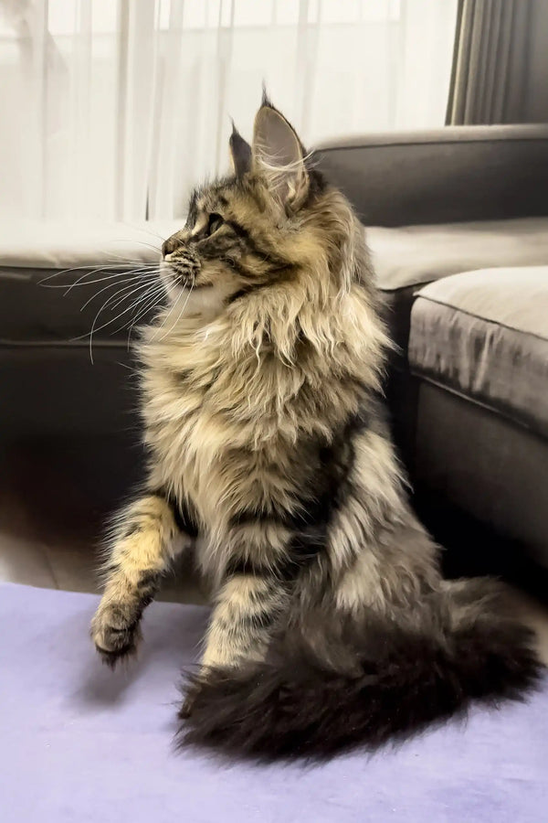 Fluffy brown tabby Maine Coon kitten named Qiyara looking adorable and playful