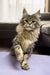 Fluffy brown tabby Maine Coon kitten from Qiyara, super cute and playful