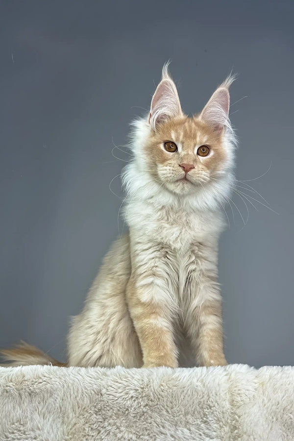Cream and orange Maine Coon cat named Quade looking adorable as a kitten