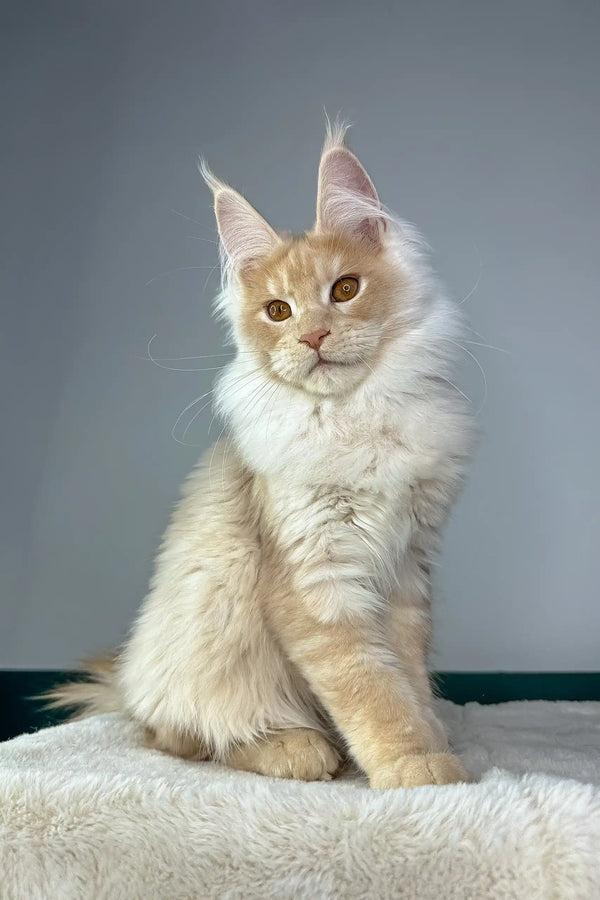 Cream and tan Maine Coon cat named Quade looking adorable as a kitten