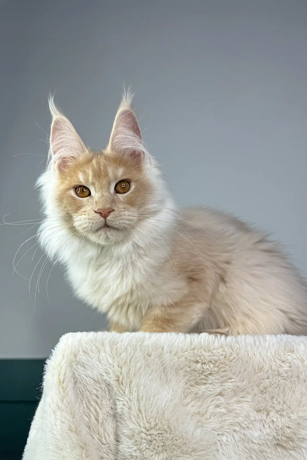 Cute cream and tan Maine Coon cat in the Quade Maine Coon Kitten product