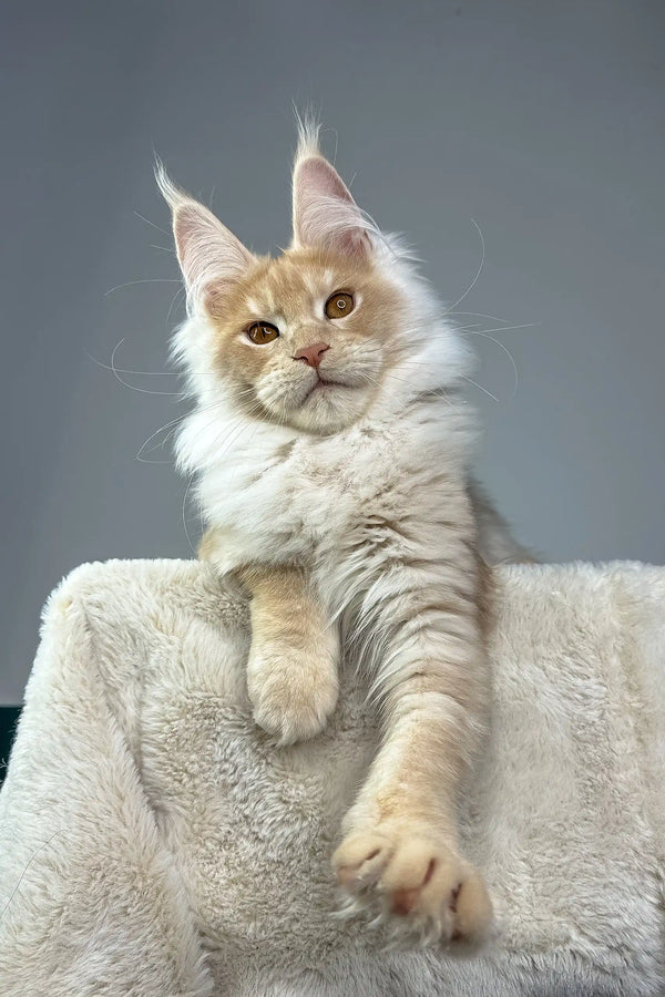 Cream and tan Maine Coon cat named Quade showcasing an adorable kitten look