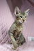 Cute Oriental Shorthair kitten named Quail ready for cuddles and playtime