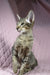 Alert tabby cat from the Quail Oriental Shorthair Kitten product line