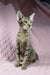 Oriental Shorthair kitten named Quail playing and enjoying its cozy space