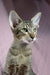 Cute Oriental Shorthair kitten named Quail playing and looking adorable