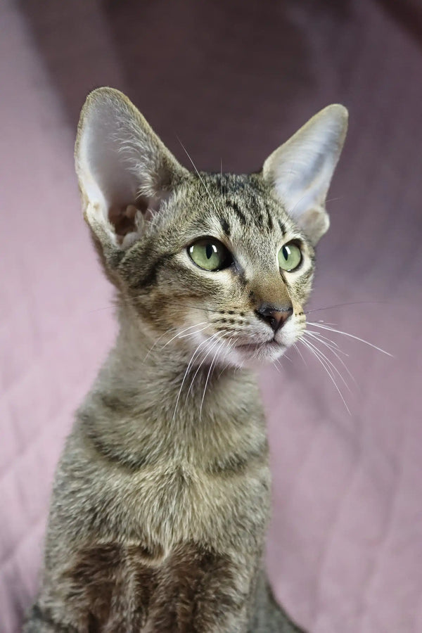 Cute Oriental Shorthair kitten named Quail playing and looking adorable
