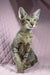 Elegant tabby Oriental cat showcasing the Quail Oriental Shorthair Kitten breed