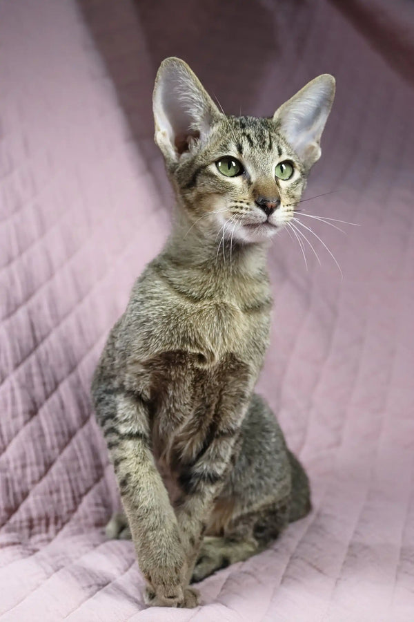 Elegant tabby Oriental cat showcasing the Quail Oriental Shorthair Kitten breed