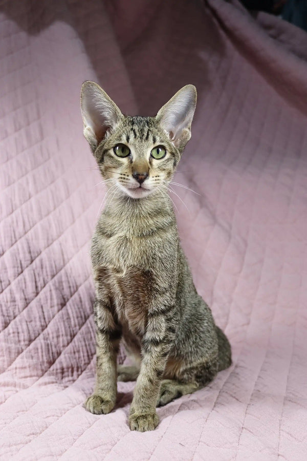 Gray tabby kitten from Quail, an adorable Oriental Shorthair breed