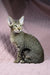 Cute Oriental Tabby cat in the Quail Oriental Shorthair Kitten product