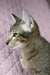 Tabby cat profile of Quail, the adorable Oriental Shorthair Kitten