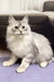 Fluffy white Maine Coon kitten with alert eyes and long fur, named Quanta