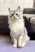 Fluffy white Maine Coon kitten with grey markings sitting upright, looking adorable