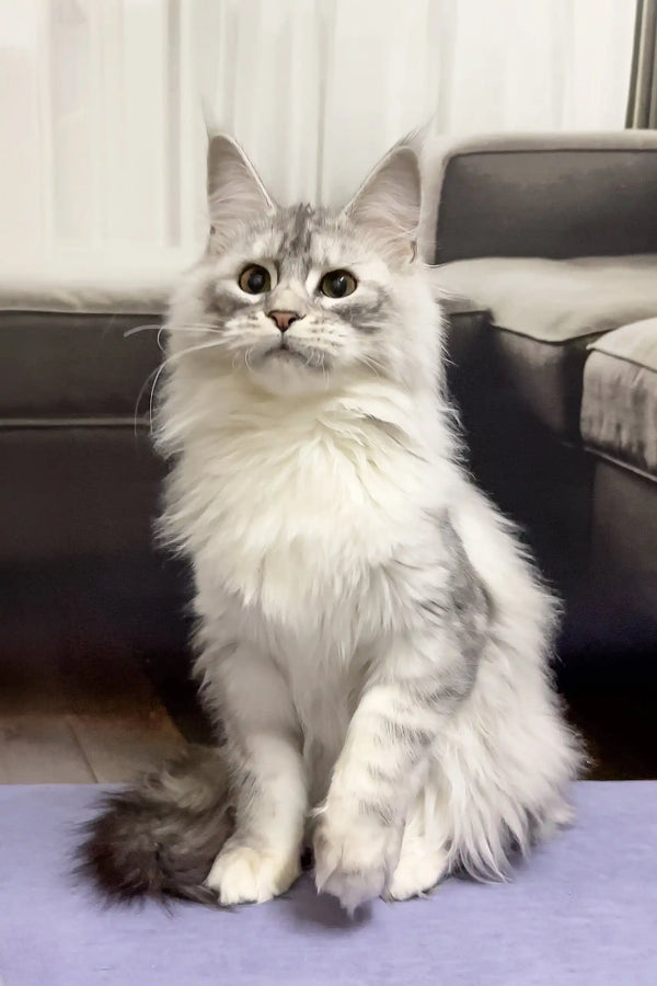 Fluffy white and grey Maine Coon kitten with alert ears and wide eyes sitting upright