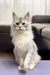 Fluffy white and grey Maine Coon kitten with pointed ears sitting upright