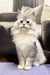 Fluffy white Persian cat with alert eyes and ears showcasing Quanta Maine Coon Kitten