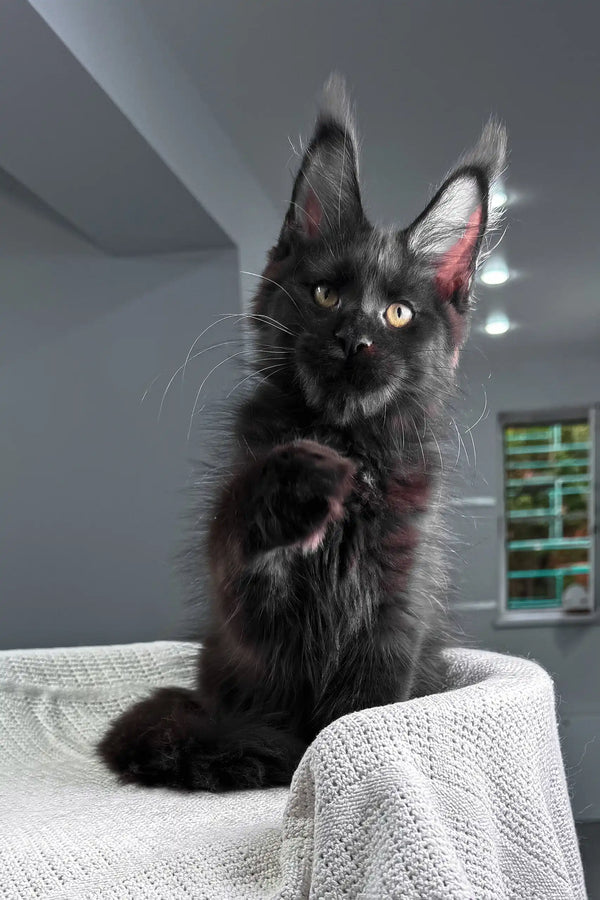 Quantum | maine coon kitten