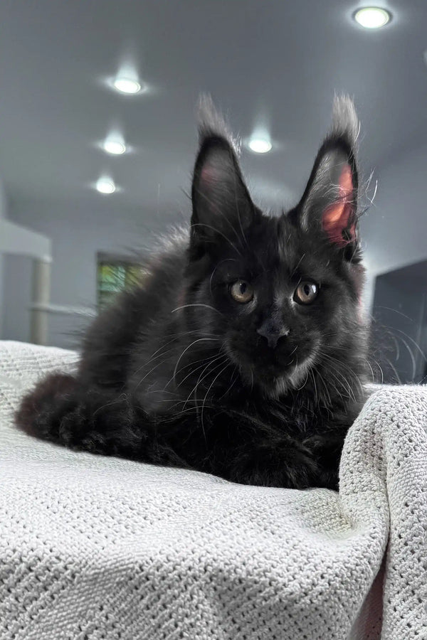 Quantum | maine coon kitten