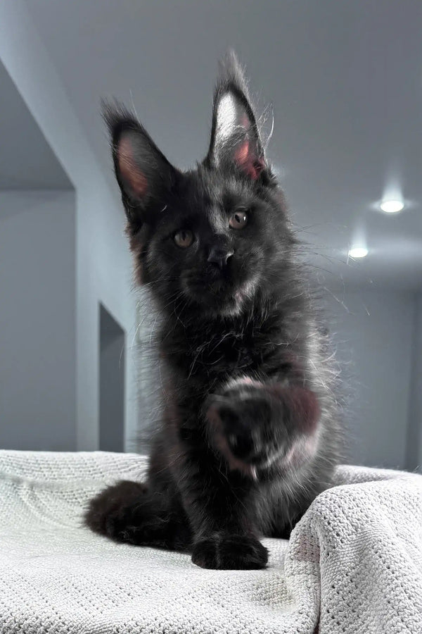Quantum | maine coon kitten