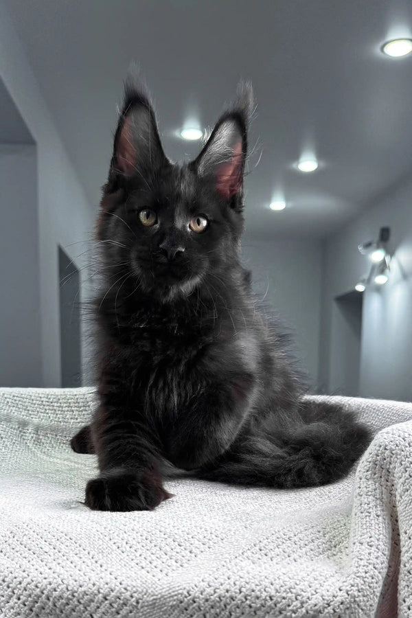 Quantum | maine coon kitten