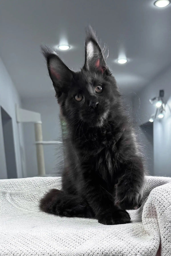 Quantum | maine coon kitten