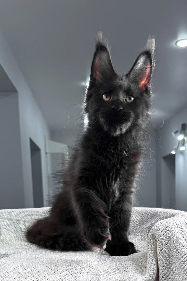 Quantum | maine coon kitten