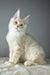 Cream-colored Maine Coon kitten with fluffy fur and alert ears from Quantum