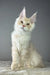 Cute cream-colored Maine Coon kitten with fluffy fur and pointed ears from Quantum