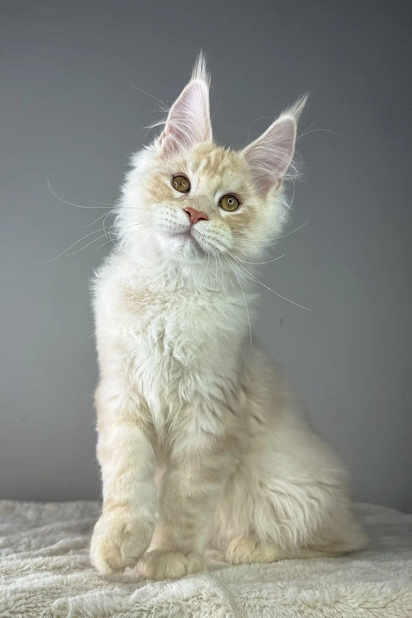 Cute cream-colored Maine Coon kitten with fluffy fur and pointed ears from Quantum