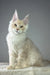 Cream-colored Maine Coon kitten with fluffy fur and cute pointed ears in Quantum product