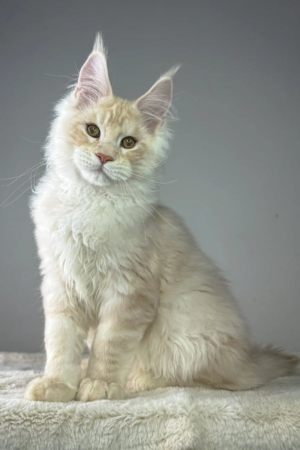 Cream-colored Maine Coon kitten with long fur and pointed ears in Quantum product