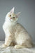 Cream-colored fluffy Maine Coon kitten sitting alertly, perfect for pet lovers