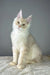 Cream-colored fluffy Maine Coon kitten sitting upright with alert ears