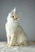 Elegant white Maine Coon kitten with fluffy fur and alert ears for Quantum product