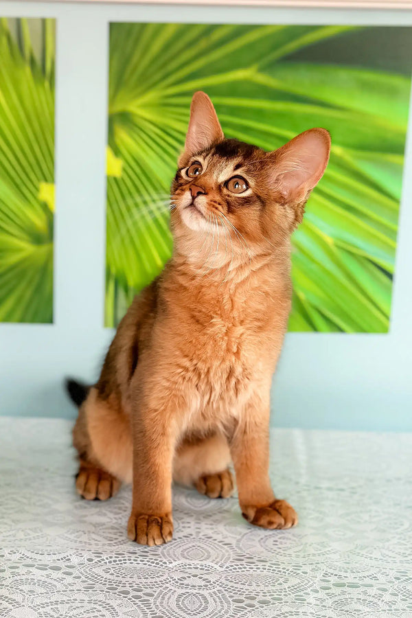 Alert brown Abyssinian kitten ready to charm in the Quantum Somali Kitten product