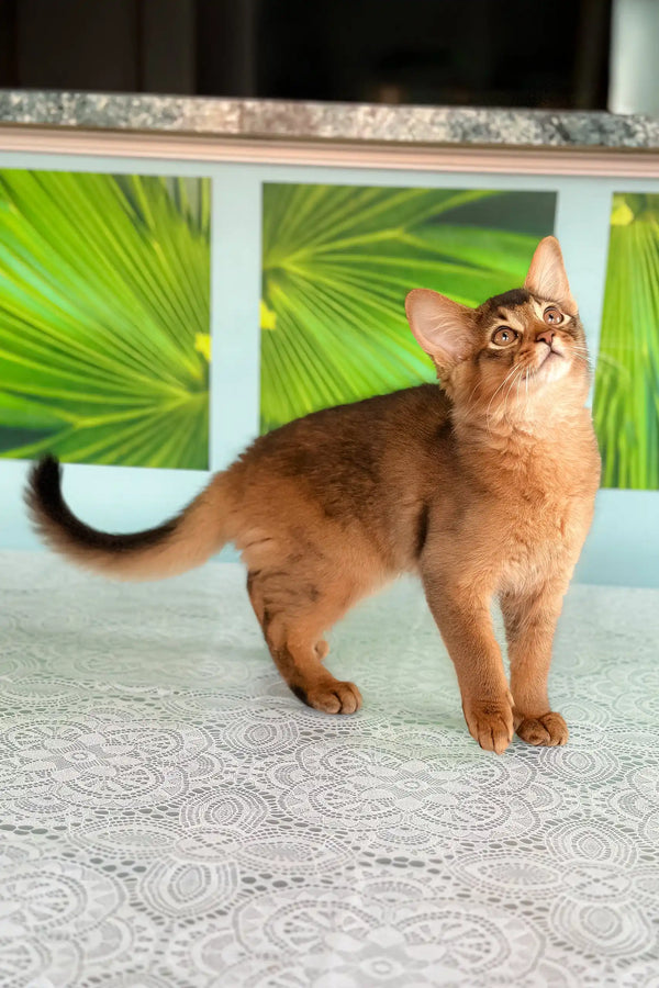 Alert reddish-brown Abyssinian cat featured in Quantum Somali Kitten product
