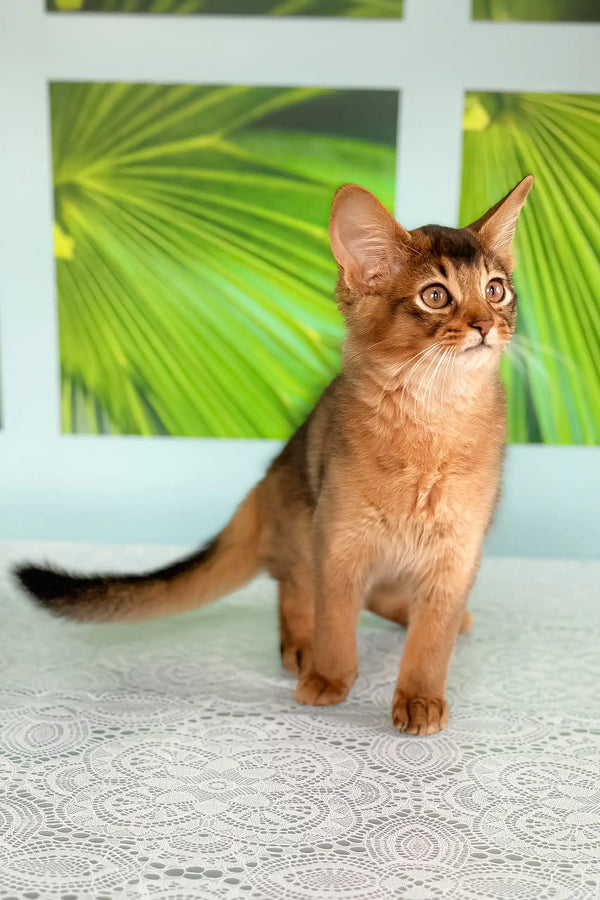 Alert reddish-brown Abyssinian kitten featured in Quantum Somali Kitten product