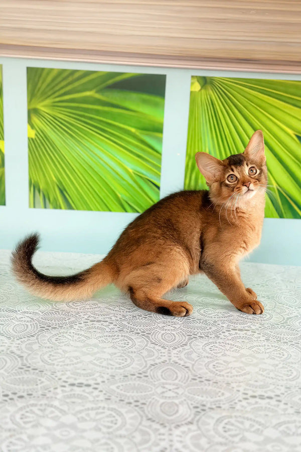 Alert reddish-brown Abyssinian cat in Quantum Somali Kitten product