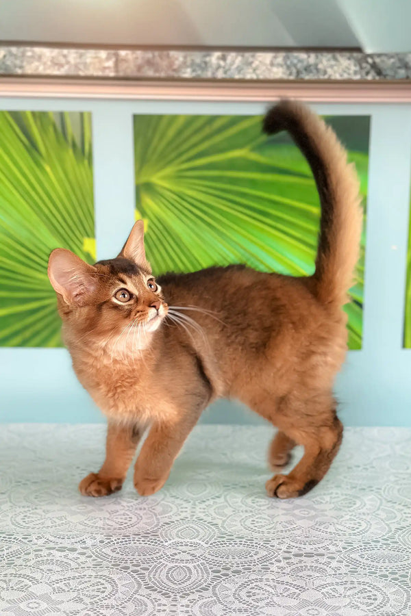 Somali cat with reddish-brown fur in Quantum Somali Kitten product display