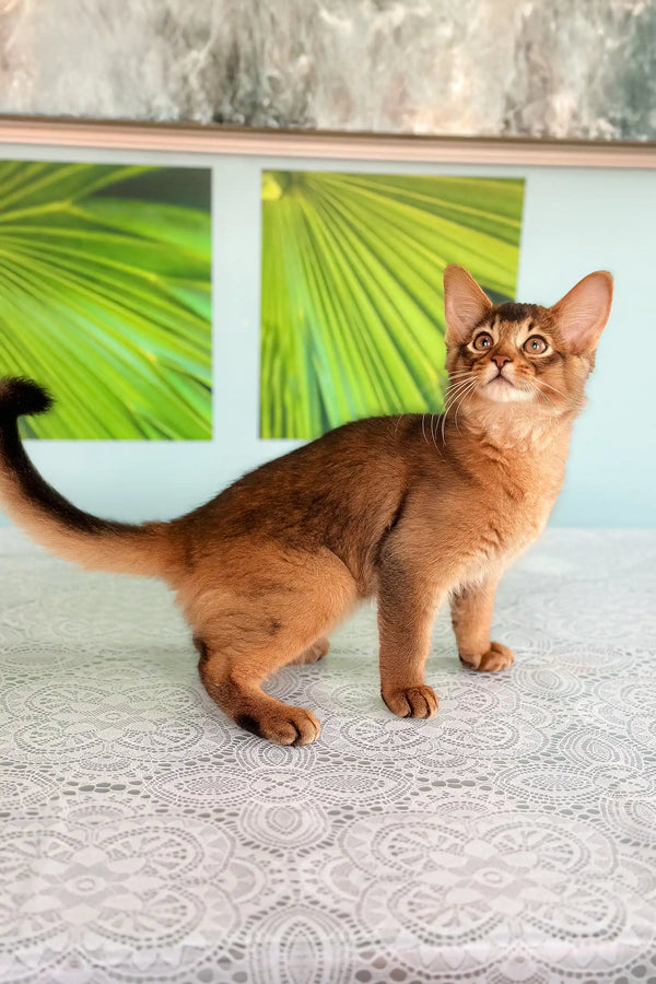 Ruddy Abyssinian cat from the Quantum Somali Kitten product line